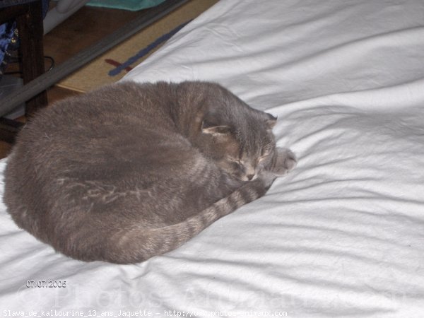 Photo de Scottish fold