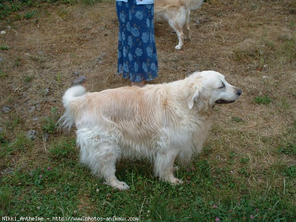 Photo de Golden retriever