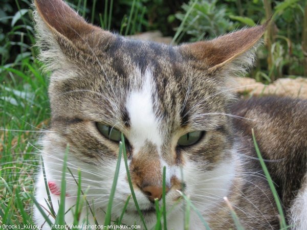 Photo de Chat domestique