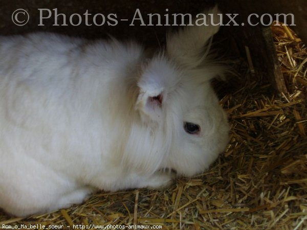 Photo de Lapin