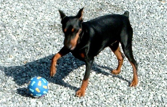 Photo de Pinscher allemand