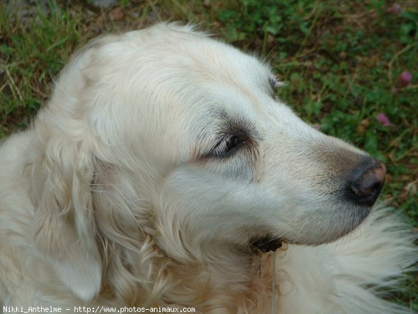 Photo de Golden retriever