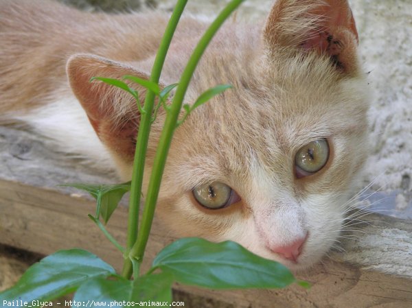 Photo de Chat domestique