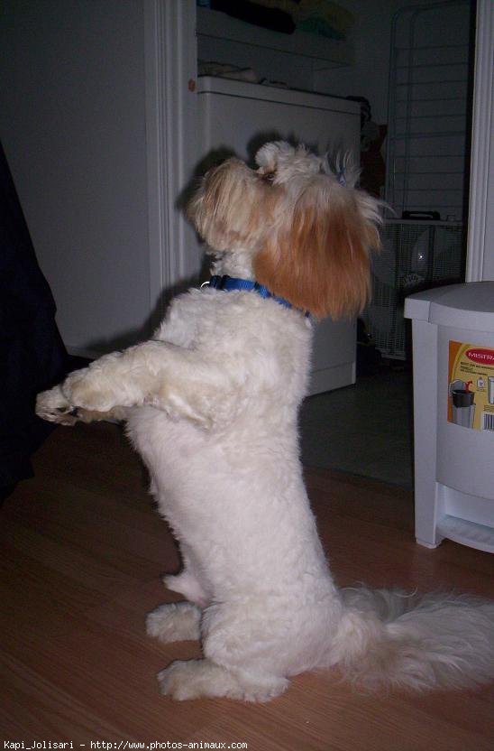 Photo de Lhassa apso