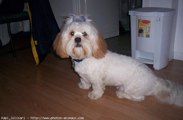 Photo de Lhassa apso