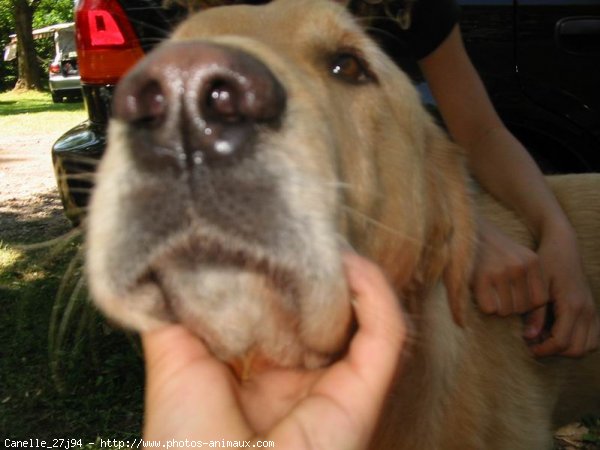 Photo de Golden retriever