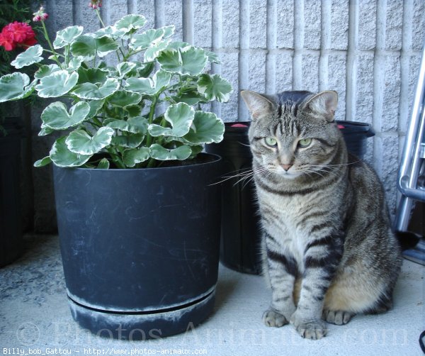 Photo de Chat domestique