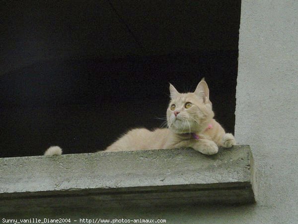 Photo de Chat domestique