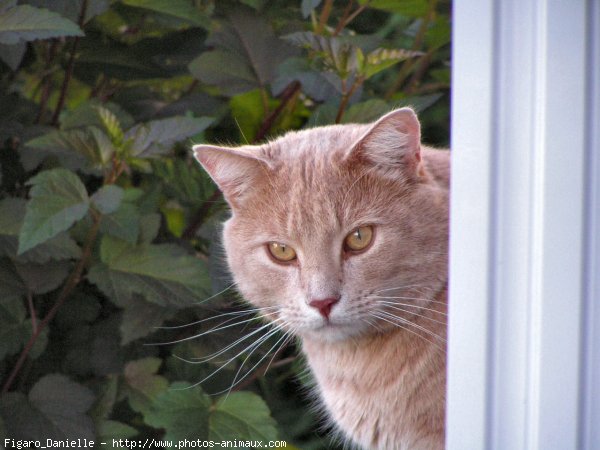 Photo de Chat domestique