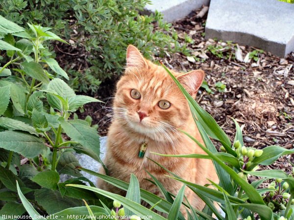 Photo de Chat domestique