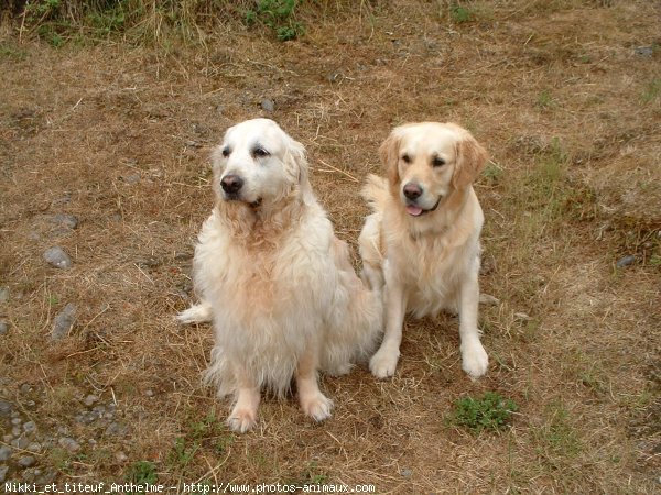 Photo de Golden retriever