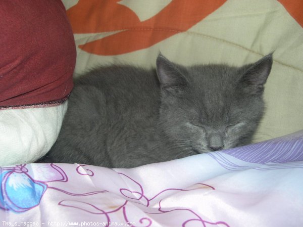 Photo de Chartreux