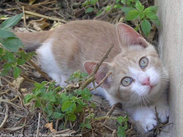 Photo de Chat domestique