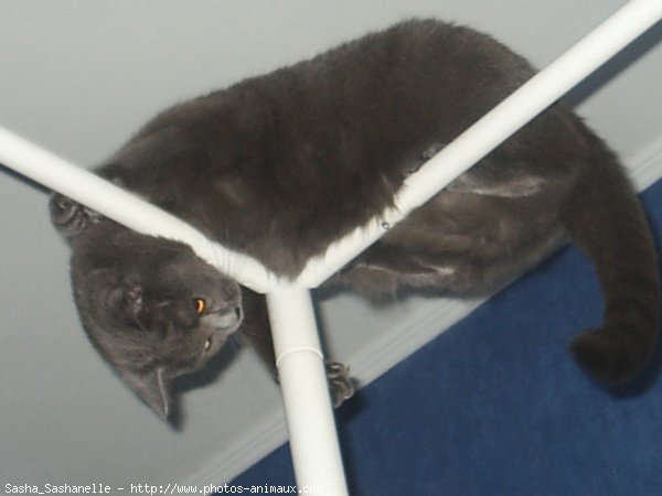 Photo de Chartreux