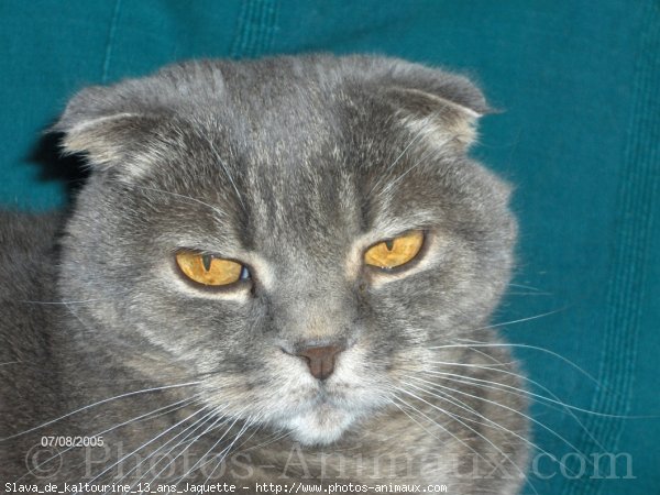 Photo de Scottish fold