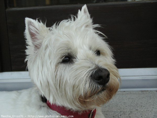 Photo de West highland white terrier