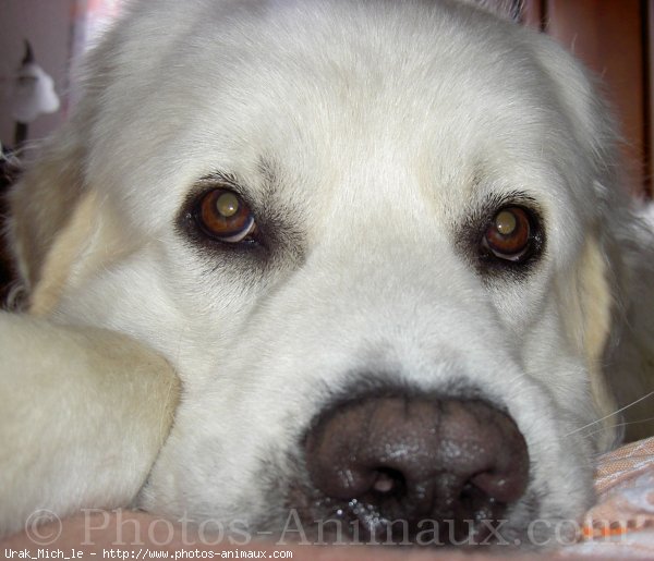 Photo de Chien de berger des tatras