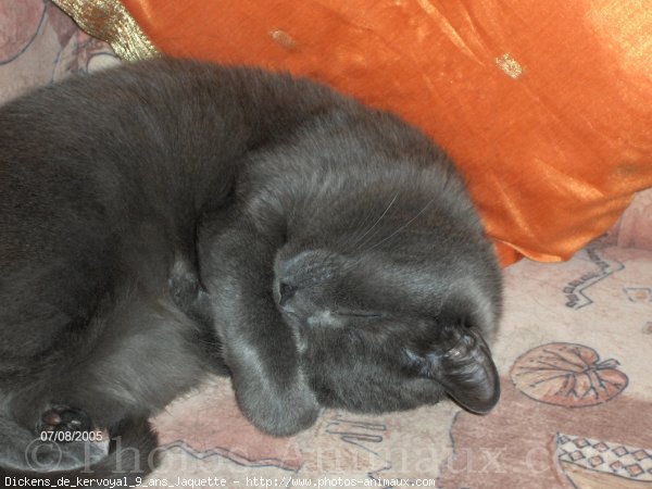 Photo de Chartreux