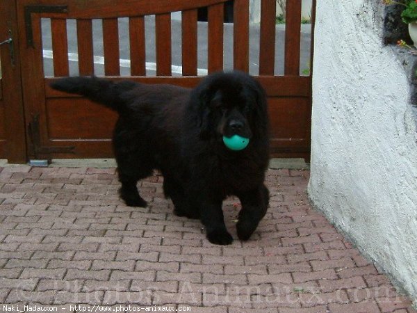 Photo de Chien de terre-neuve