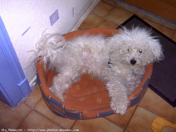 Photo de Bichon  poil fris