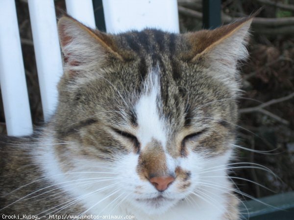 Photo de Chat domestique