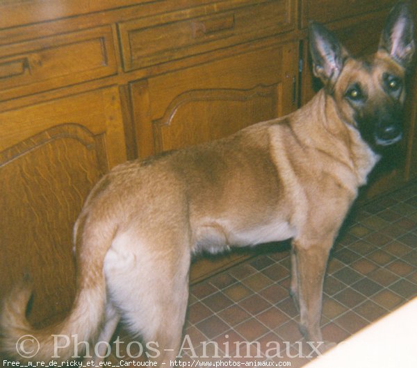 Photo de Berger belge malinois