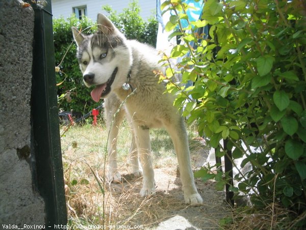 Photo de Husky siberien