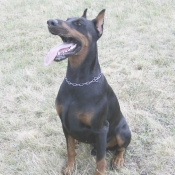 Photo de Dobermann