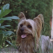 Photo de Yorkshire terrier