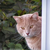 Photo de Chat domestique