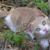 Photo de Chat domestique