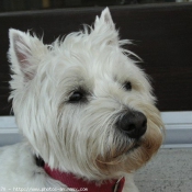 Photo de West highland white terrier