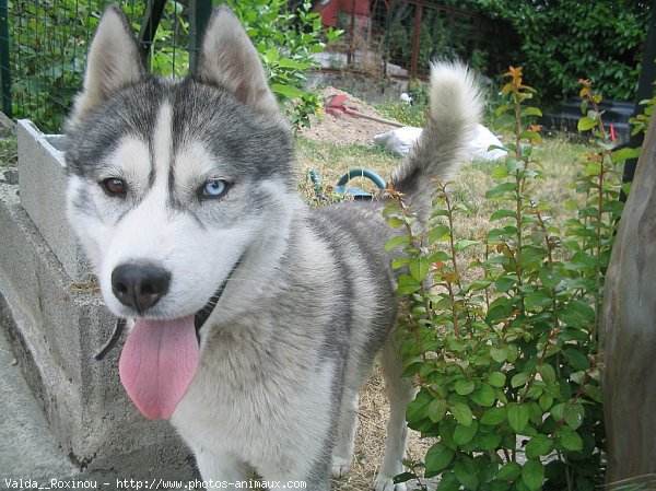 Photo de Husky siberien