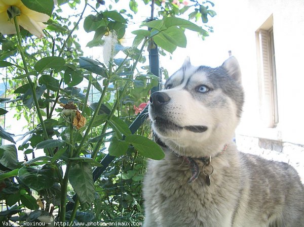 Photo de Husky siberien