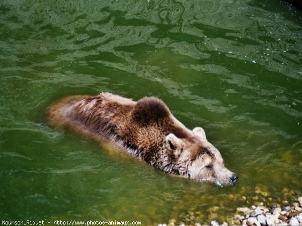 Photo d'Ours