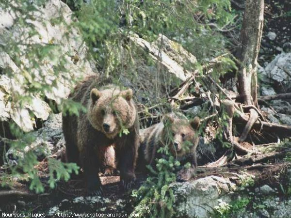 Photo d'Ours