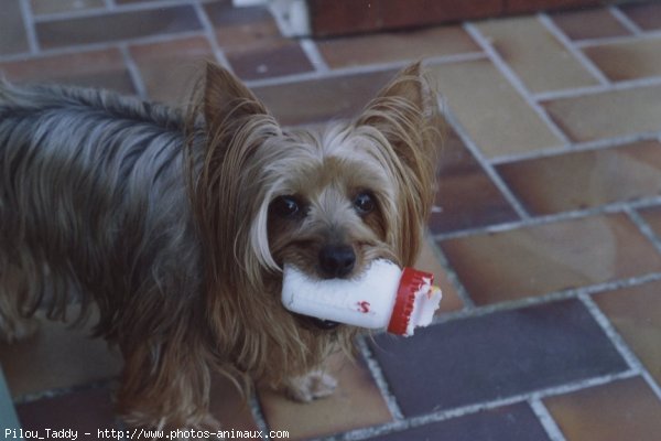 Photo de Yorkshire terrier