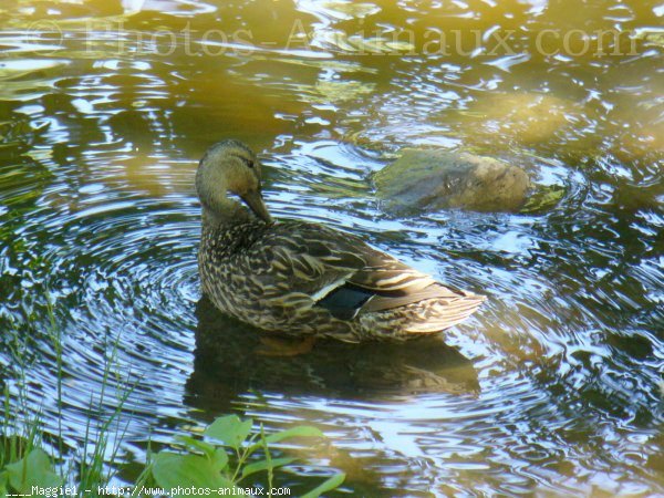 Photo de Canard