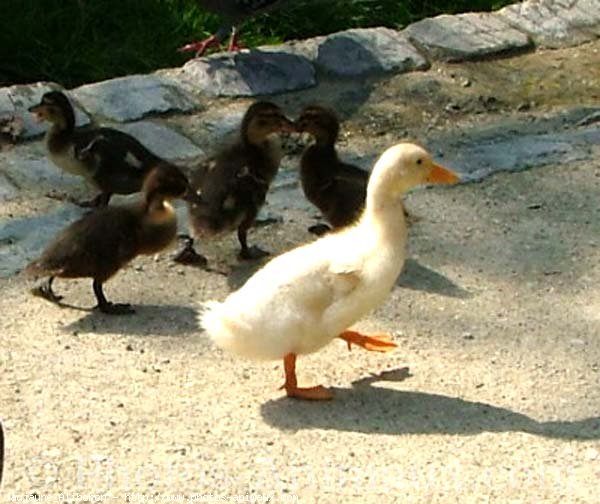 Photo de Canard