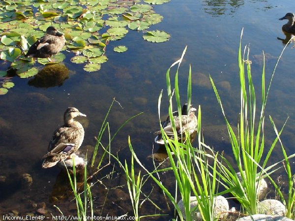 Photo de Canard