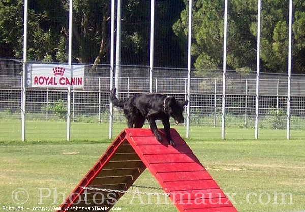 Photo de Labrador retriever