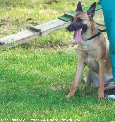 Photo de Berger belge malinois