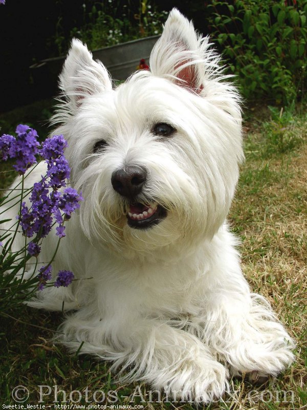 Photo de West highland white terrier