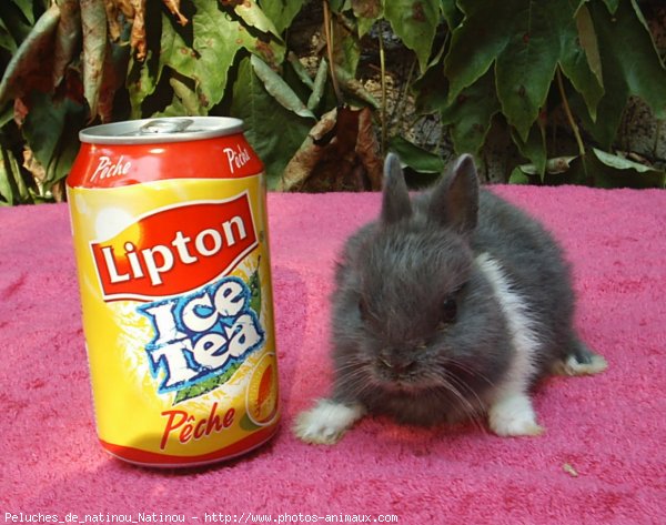 Photo de Lapin