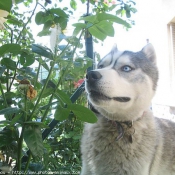 Photo de Husky siberien