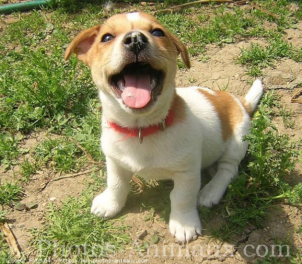 Photo de Jack russell terrier