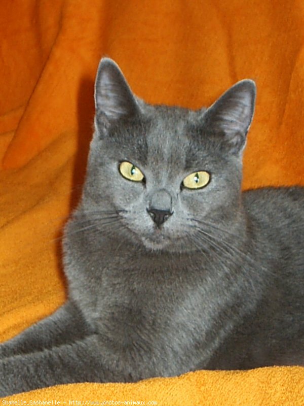 Photo de Chartreux