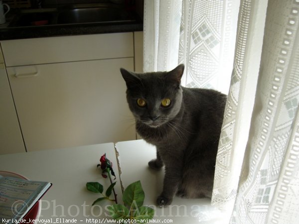 Photo de Chartreux