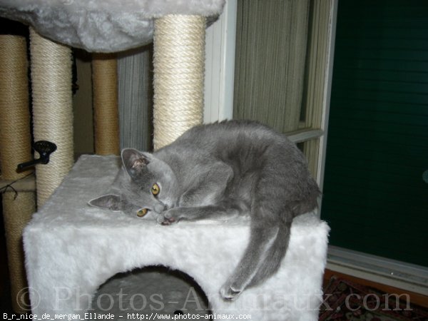 Photo de Chartreux