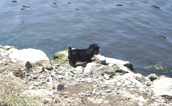 Photo de Yorkshire terrier